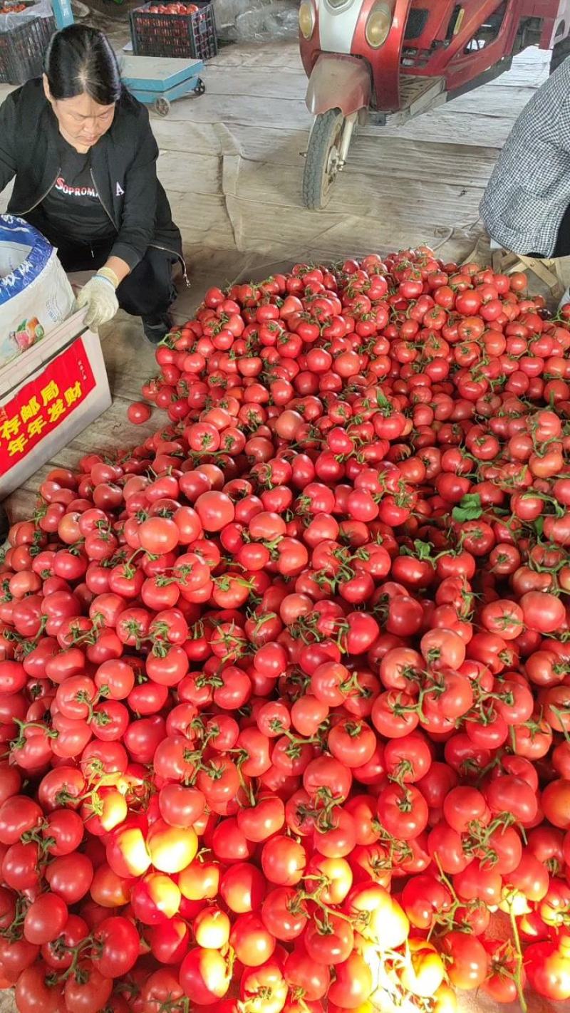优质暖棚西红柿，硬粉西红柿新茬沙瓤大量上市