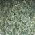 大政盐渍香椿芽，香椿芽，礼品盒，源头工厂。