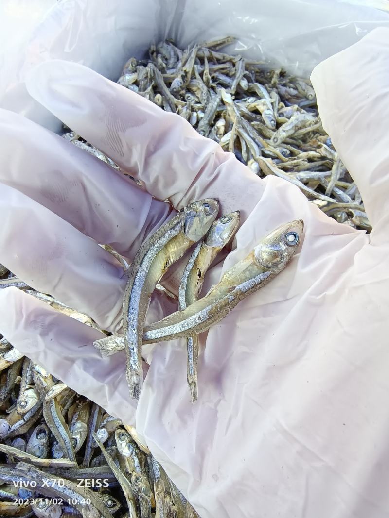 海燕鱼干
