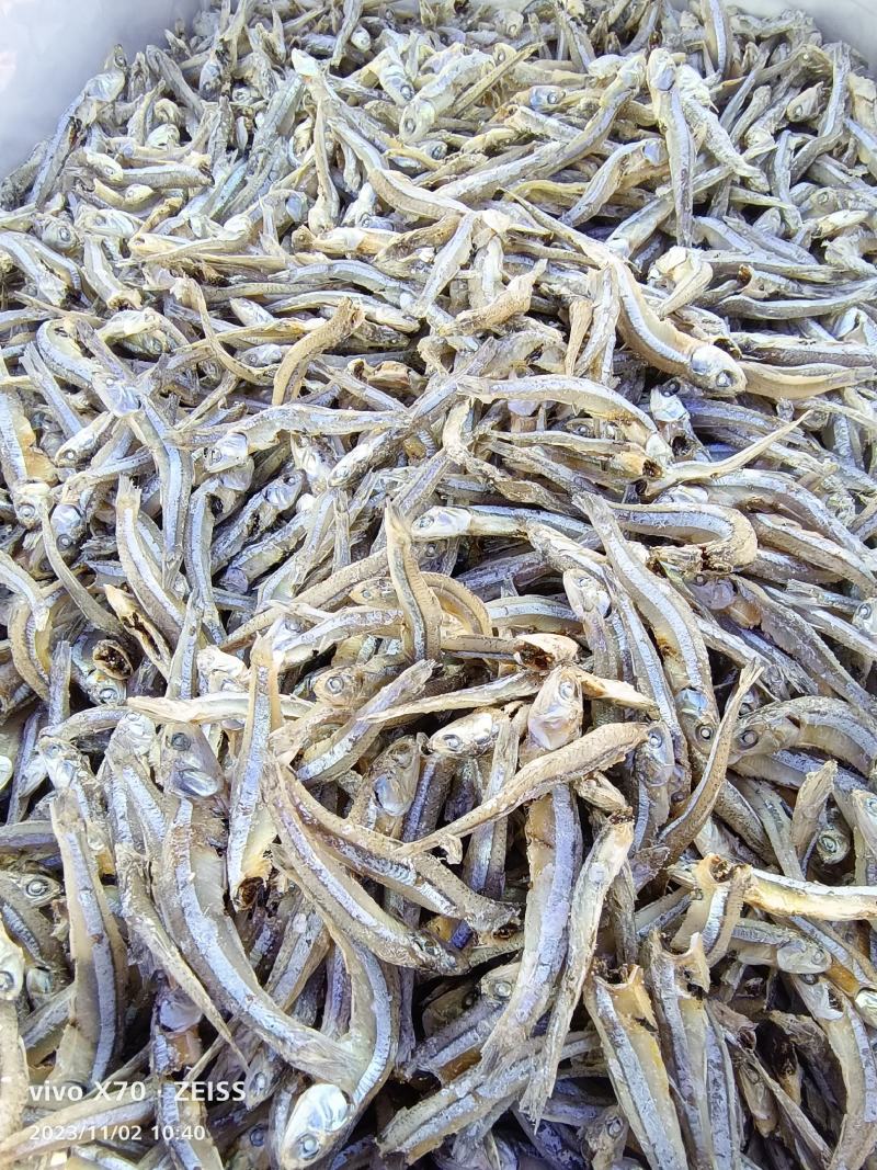 海燕鱼干