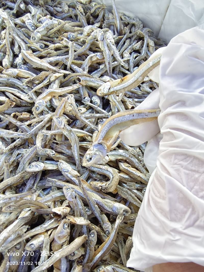 海燕鱼干