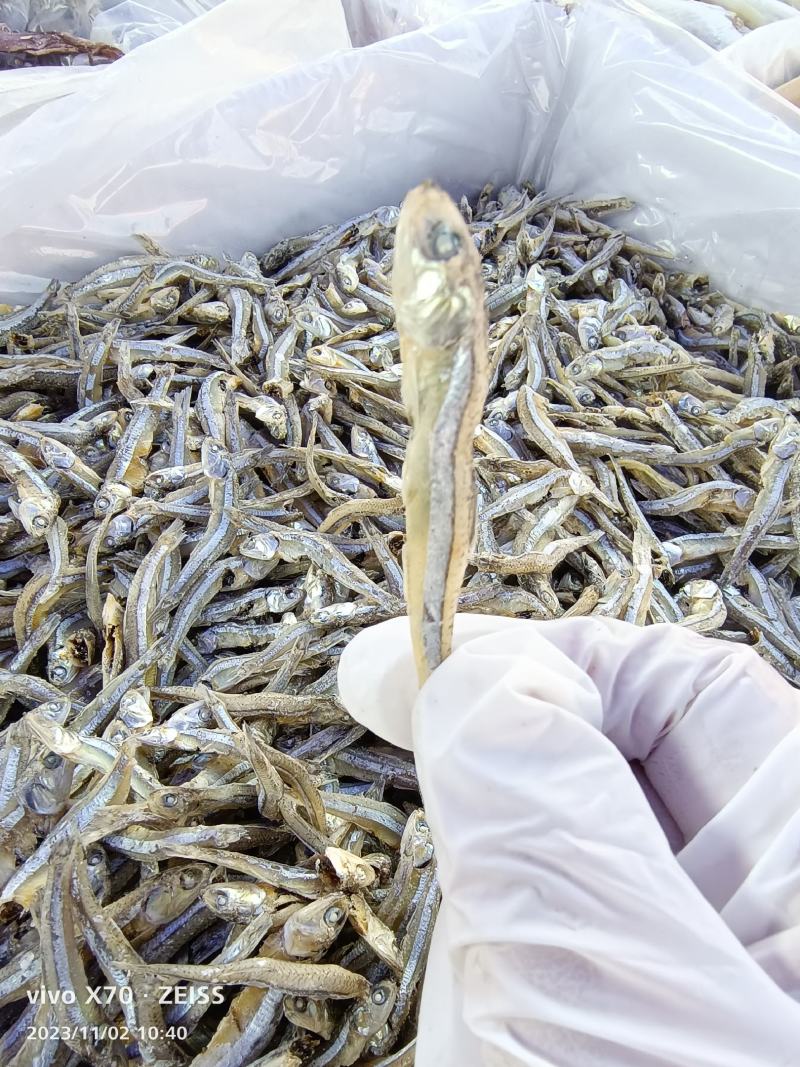 海燕鱼干