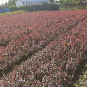 红叶小檗紫叶小檗红花继木平支荀子龟甲冬青