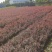 红叶小檗紫叶小檗红花继木平支荀子龟甲冬青