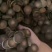 化橘红干货切片人工挑选大片泡水喝