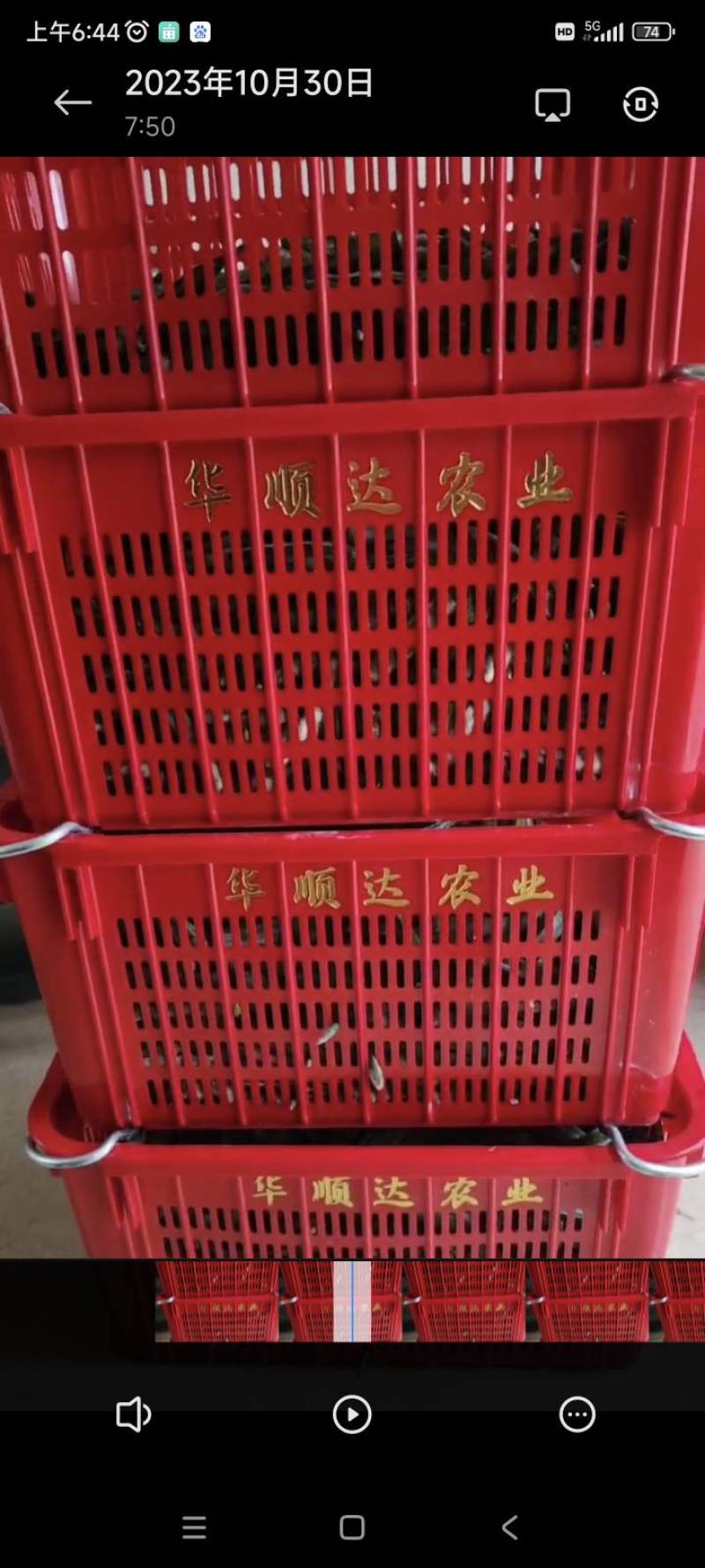 水果秋葵
