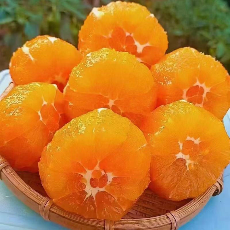 【湖北橙子】秭归九月红脐橙果园现摘现发大量供应中