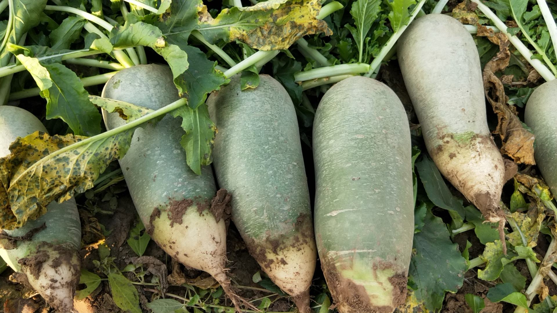 水果萝卜在阳光下的特写