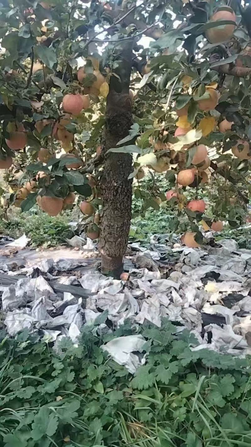 富士苹果