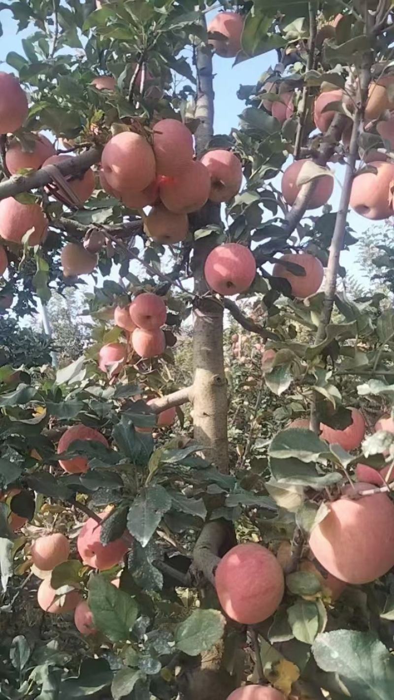 富士苹果