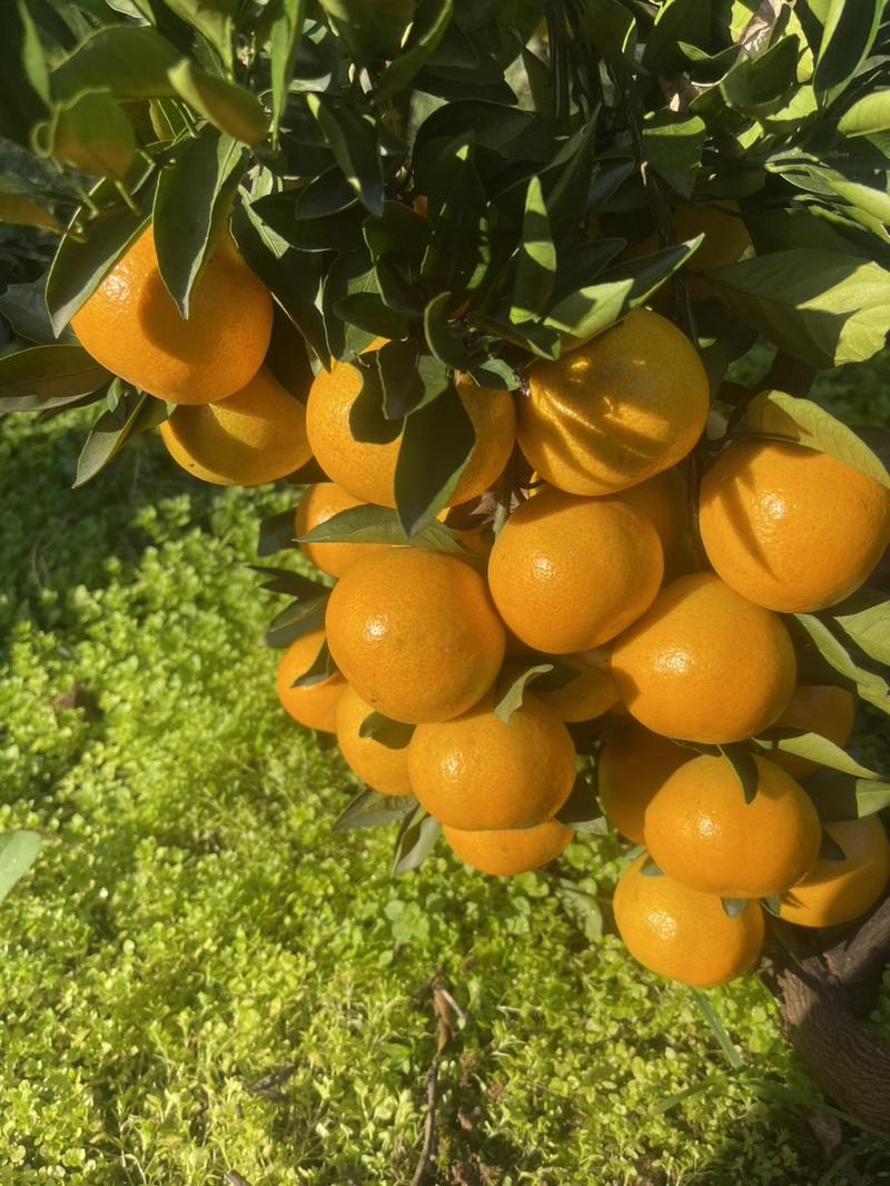 【精品】小叶蜜橘，高山特早蜜橘现摘现发口感甜原产地货源