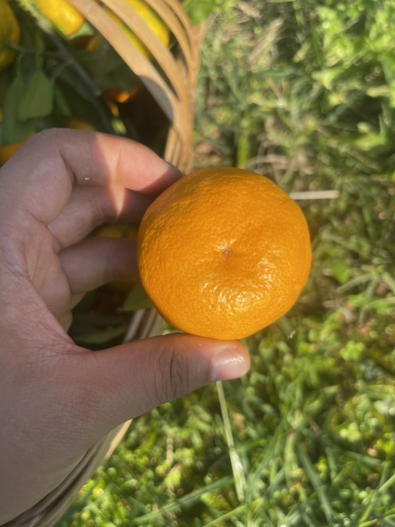 【精品】小叶蜜橘，高山特早蜜橘现摘现发口感甜原产地货源