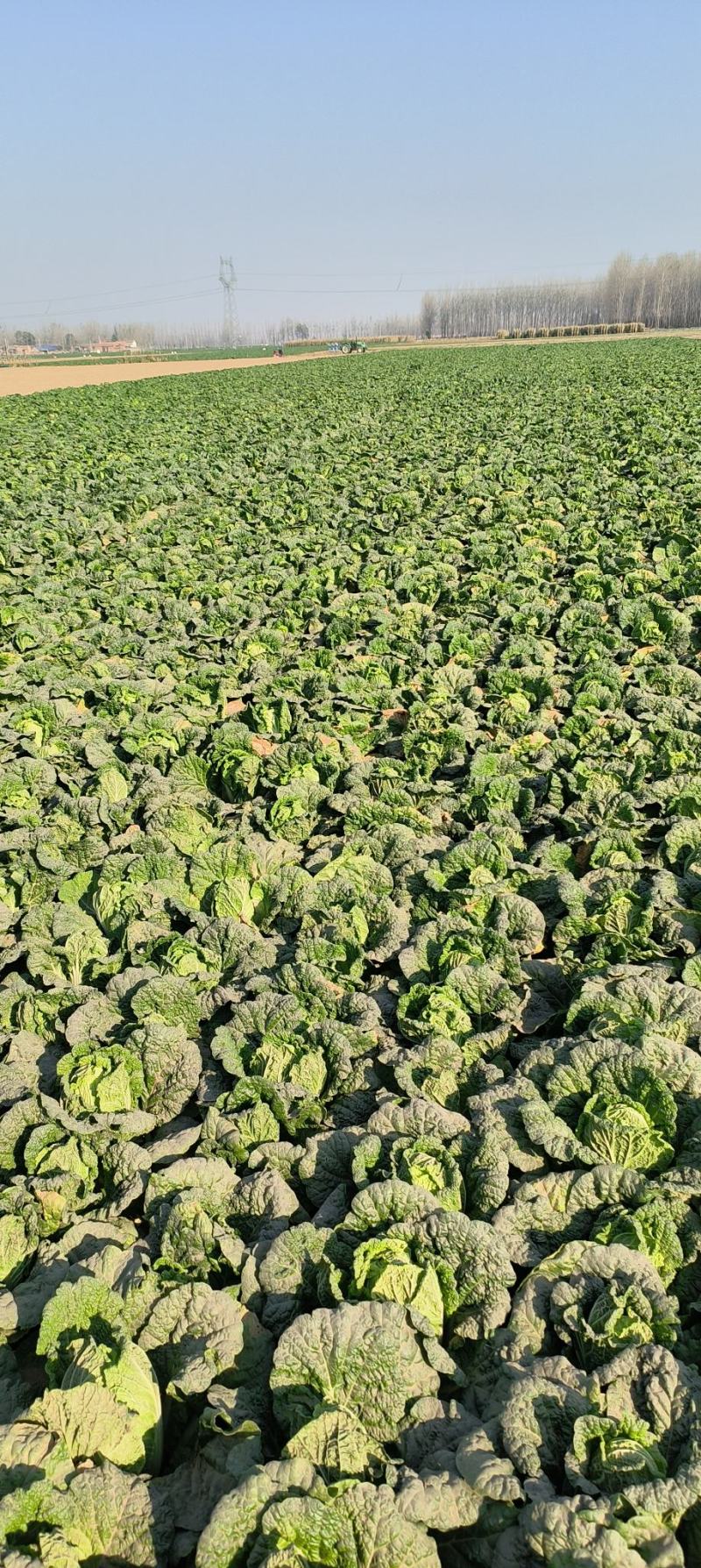 娃娃菜对接各大商超、电商档口