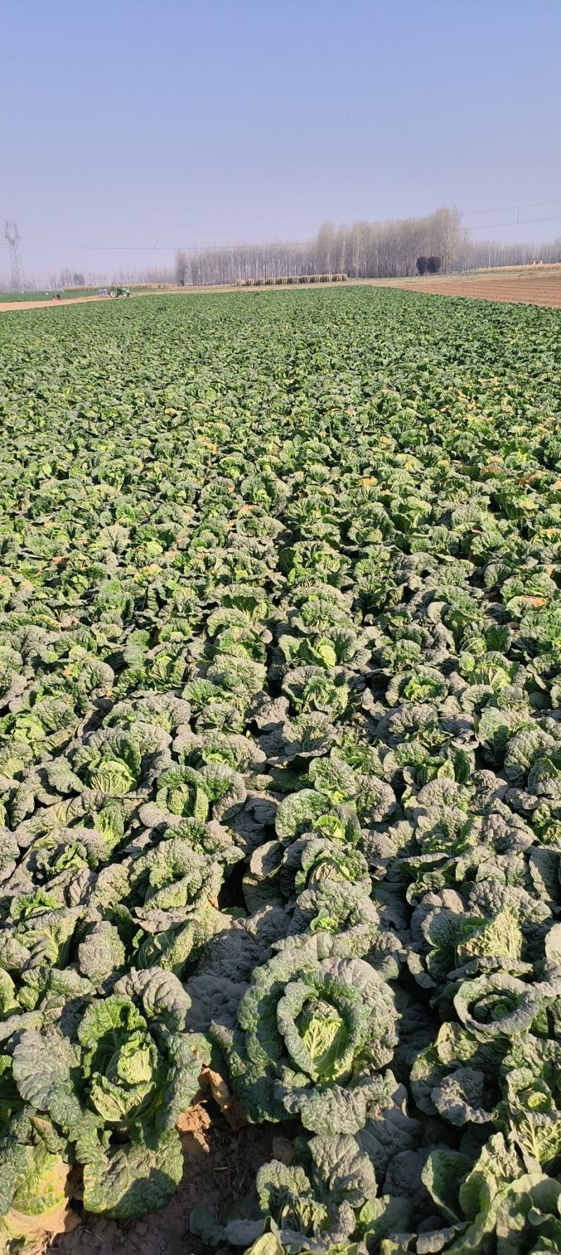 娃娃菜对接各大商超、电商档口