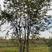 朴树基地供应多杆丛生朴树6-30公分绿化朴树