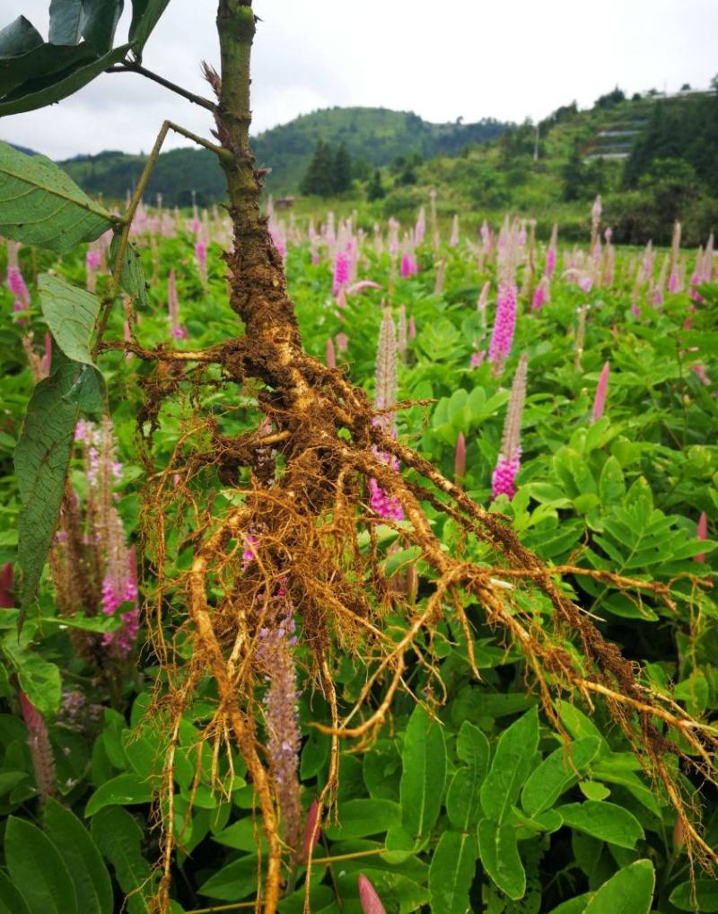 石参根、虎尾轮