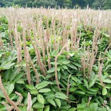 石参根、虎尾轮
