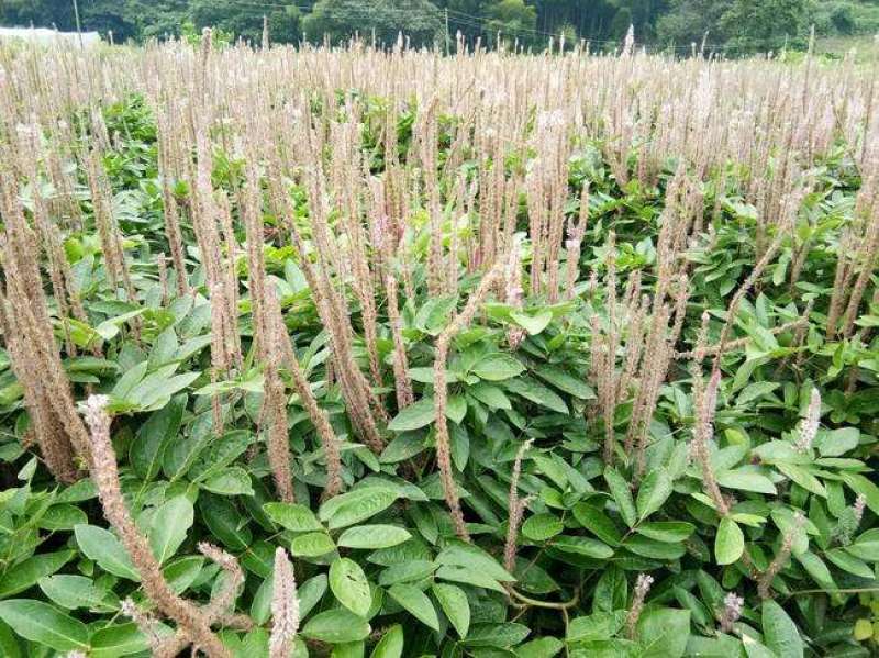 石参根、虎尾轮