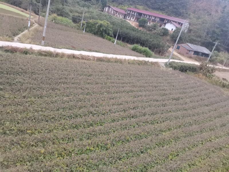 石参根、虎尾轮