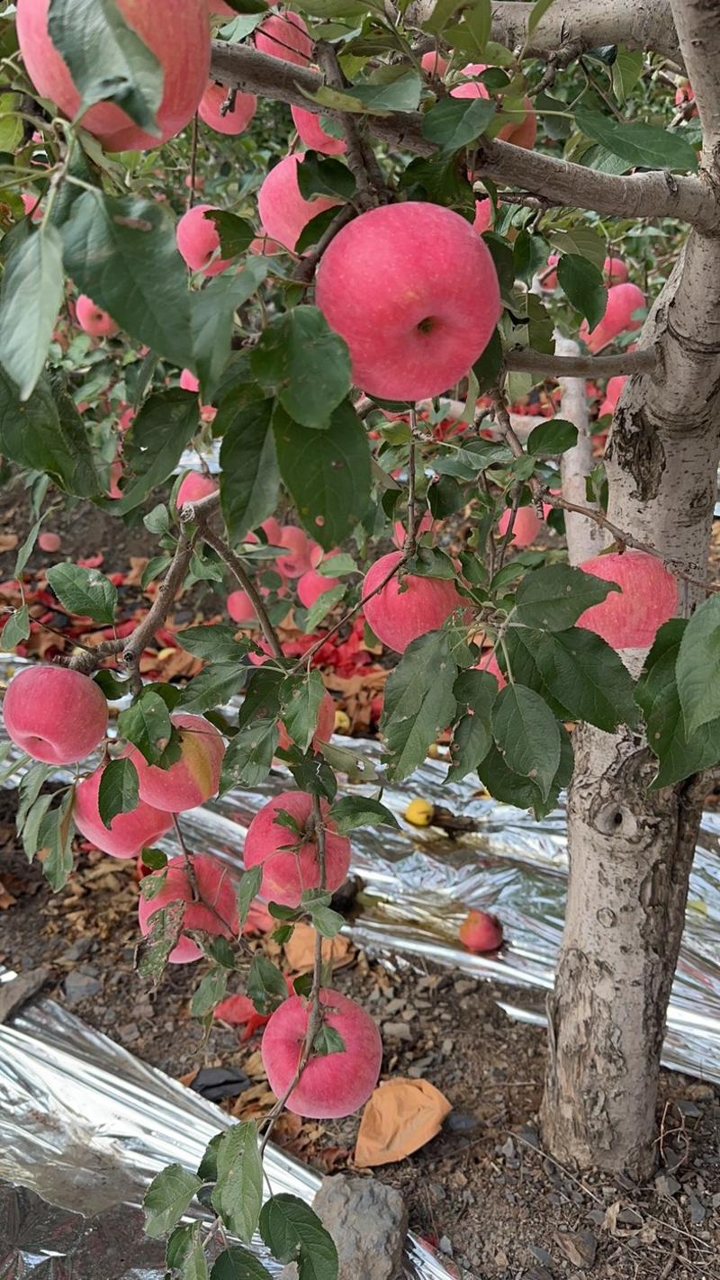 河北苹果树苗寒富苹果苗大小都有品种纯正成活率高货量大全国能种