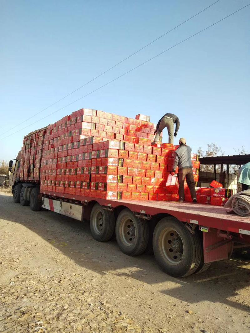 新疆阿克苏冰糖心苹果红富士苹果8斤装/箱，大量供应可视频看货