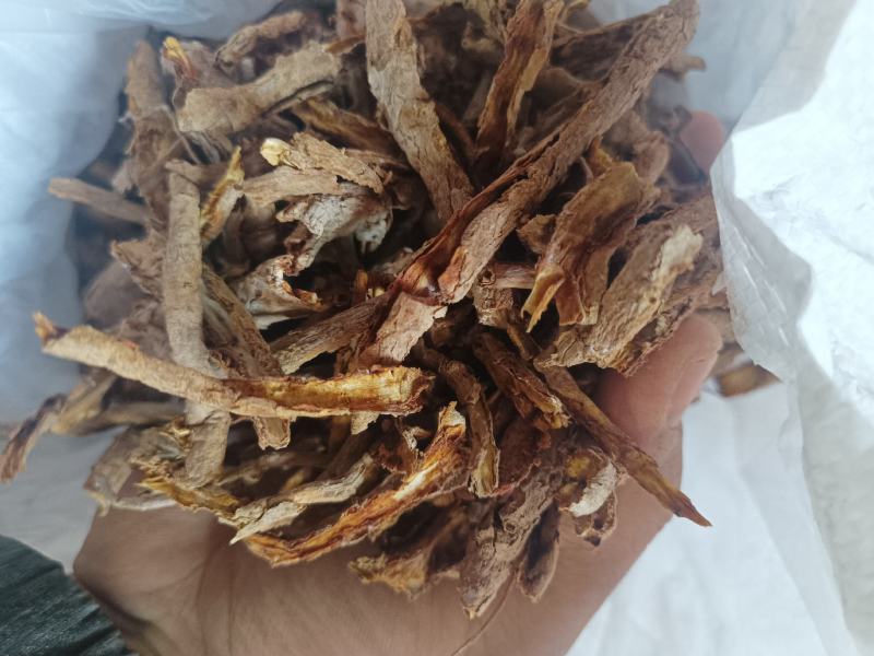 地骨皮