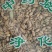 佛手花干货花苞量大从优常年经营冷背药材