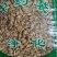 佛手花干货花苞量大从优常年经营冷背药材