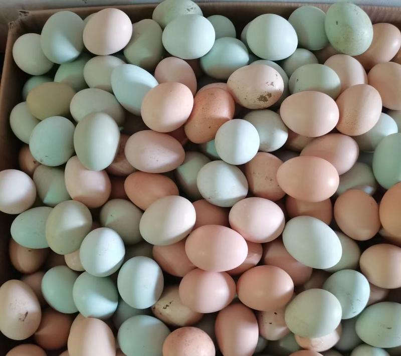 四川鲜鸡蛋，大量供应现货现发品质保证，可视频看货
