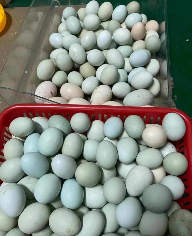 四川鲜鸡蛋，大量供应现货现发品质保证，可视频看货