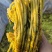 沸水无盐烫制雪里红
