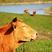 内蒙古—草原黄膘牛肉，每天现宰，只做品质，牧场直供