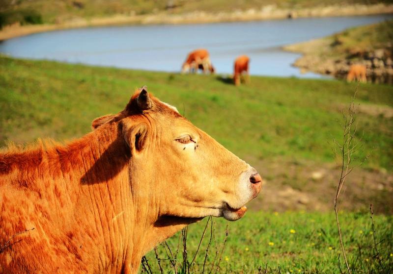 内蒙古—草原黄膘牛肉，每天现宰，只做品质，牧场直供