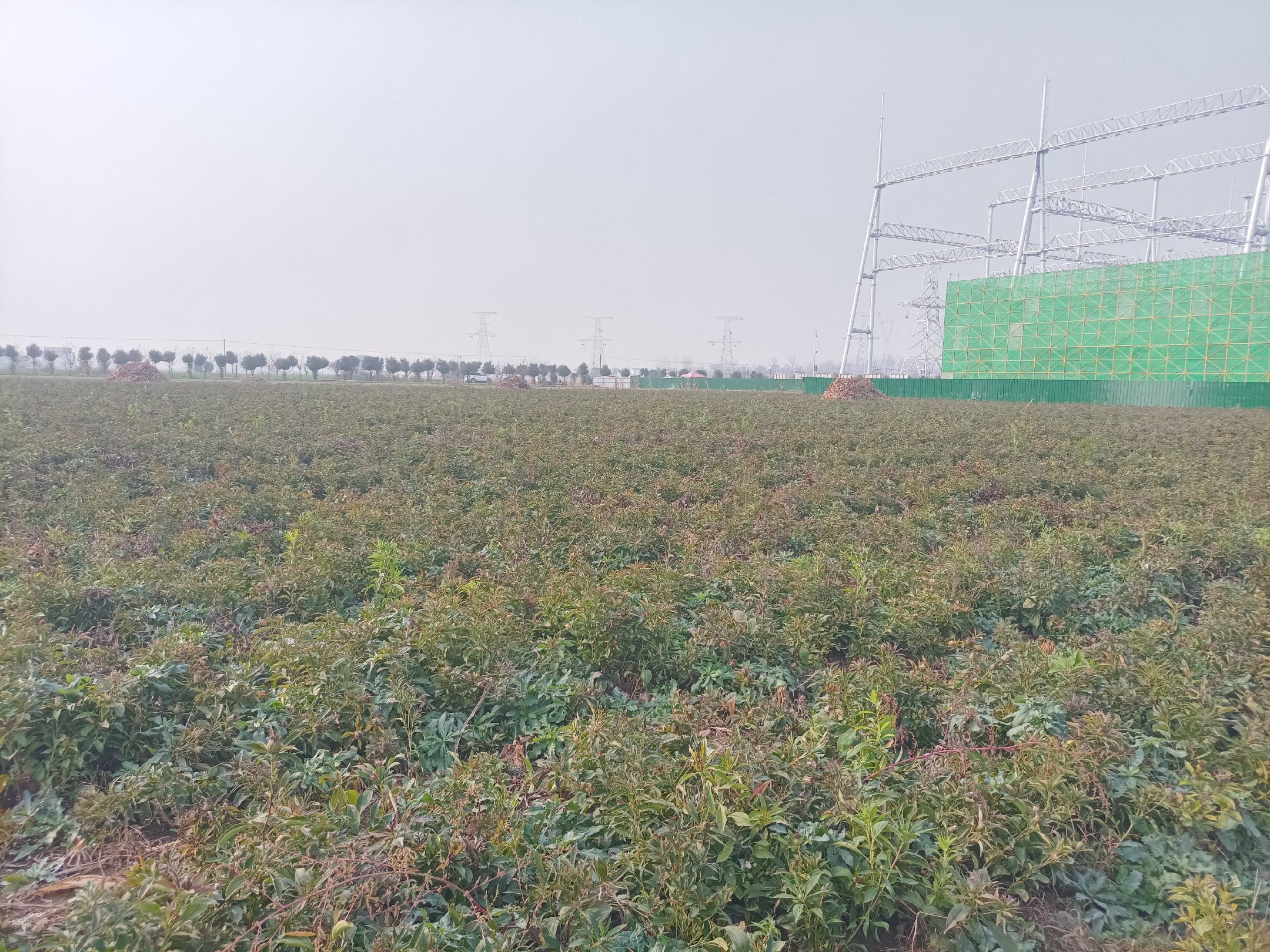 永年香菜种植基地航拍图,展现大面积连片种植景象 永年香菜种植基地航拍图