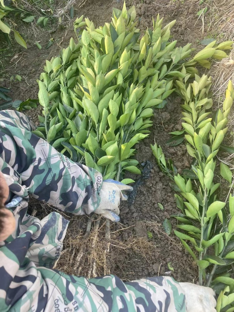 九月红脐橙苗，坐果量大，丰产性强，早熟易管理，口感超甜美