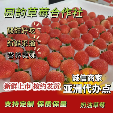 【热卖】精选新鲜奶油草莓大量上市，甜美多汁饱满鲜红且现货！