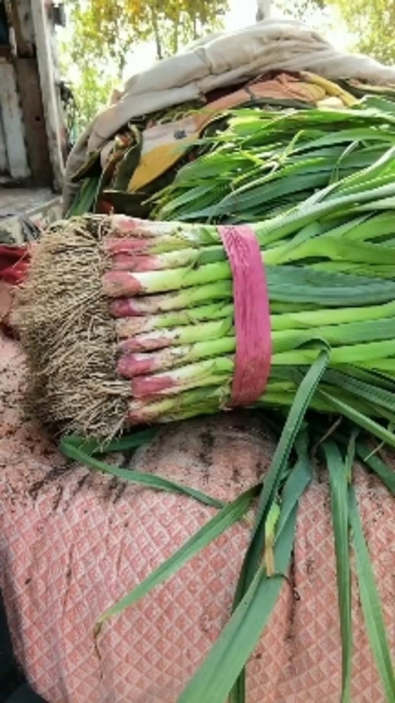 精品红根蒜苗大量上市中，高度五十五到六十公分