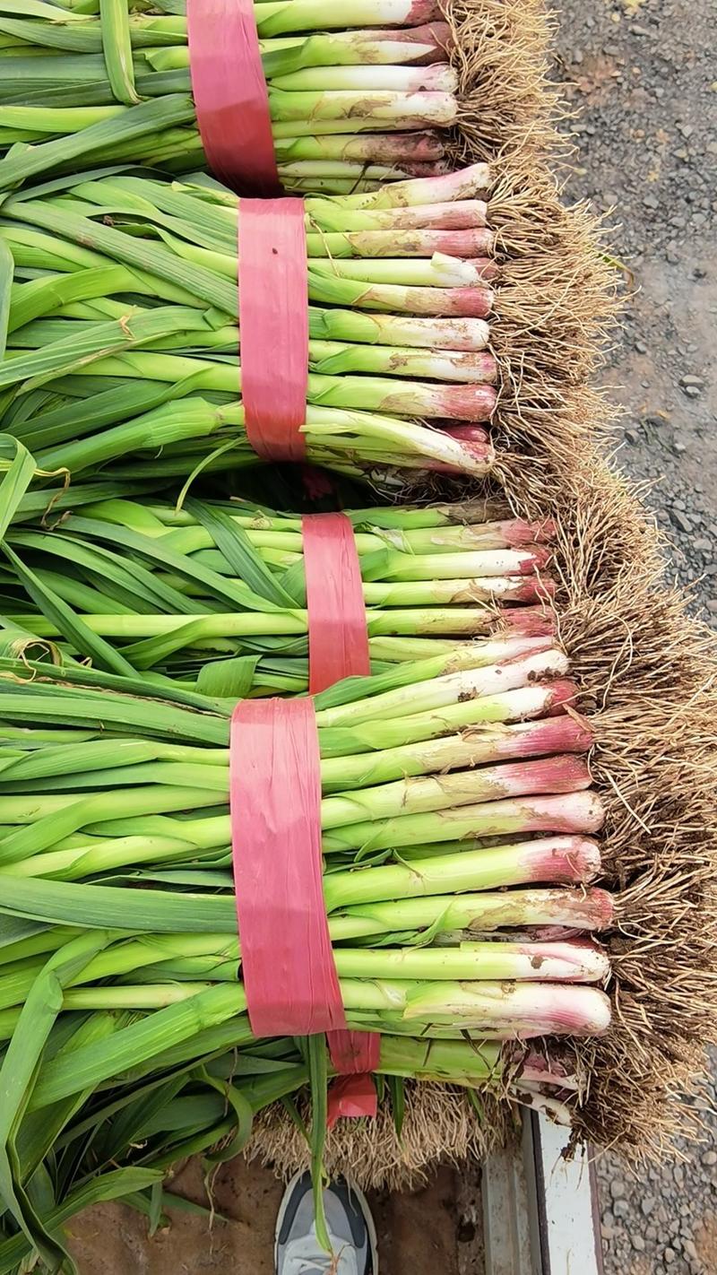 精品红根蒜苗大量上市中，高度五十五到六十公分