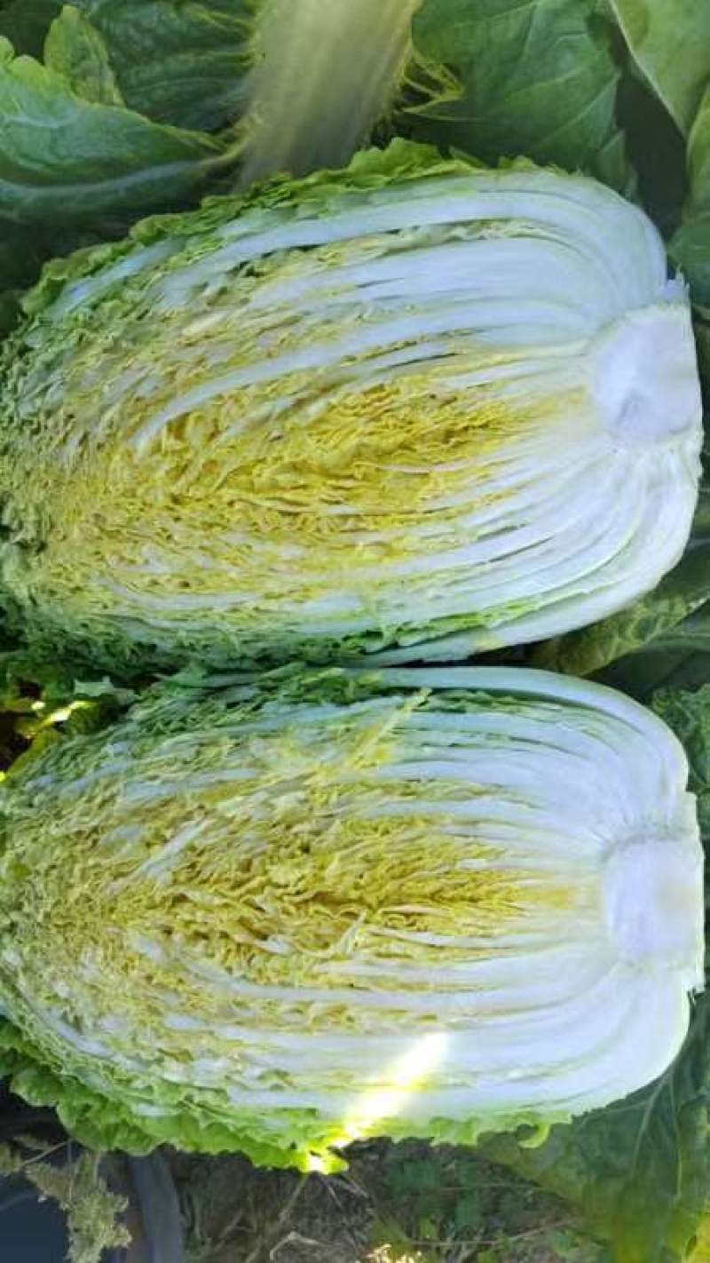 【精选】吉林黄心白菜杠菜量大质优〔品质保障〕
