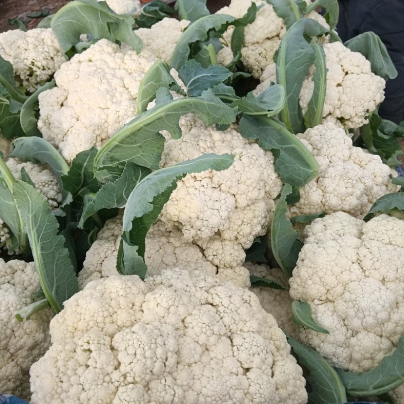 有机菜花大量上市客商电商有需要的联系我，