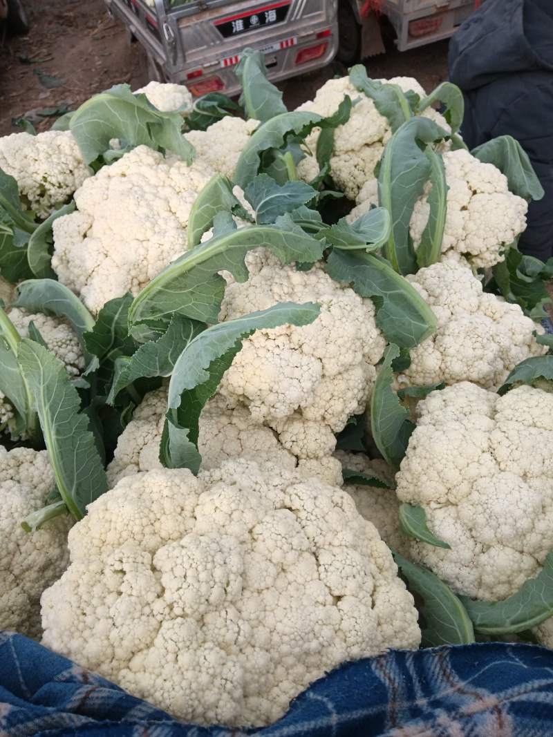 有机菜花大量上市客商电商有需要的联系我，