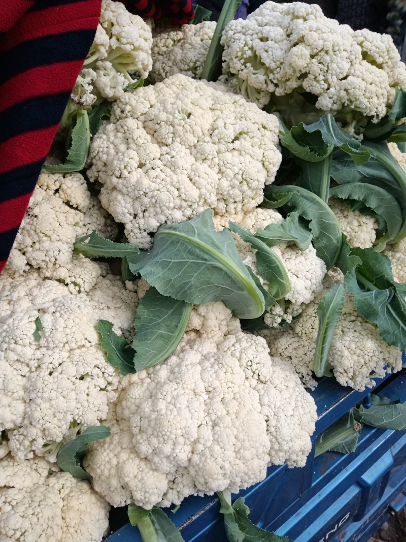 有机菜花大量上市客商电商有需要的联系我，