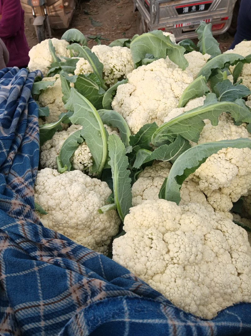 有机菜花大量上市客商电商有需要的联系我，