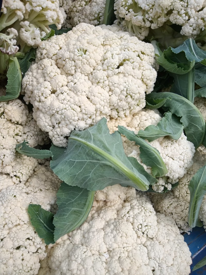 有机菜花大量上市客商电商有需要的联系我，