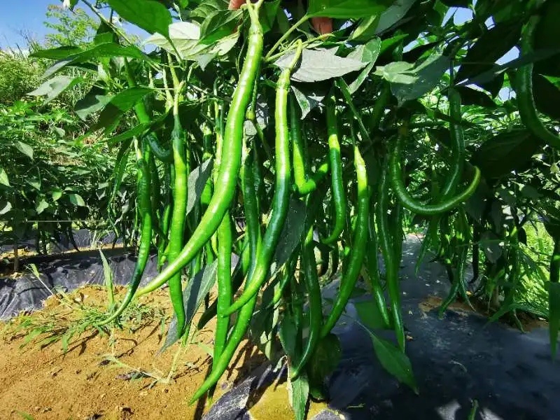 贵州福泉线椒物美价廉一手货源产地直发欢迎电联