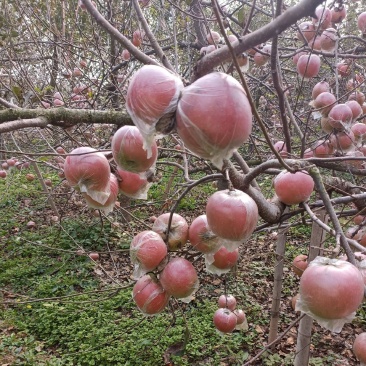 徐州丰县大沙河百果园红富士基地，口感脆甜，色泽鲜艳，