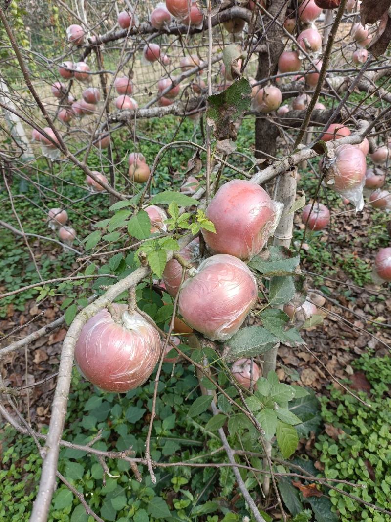 徐州丰县大沙河百果园红富士基地，口感脆甜，色泽鲜艳，