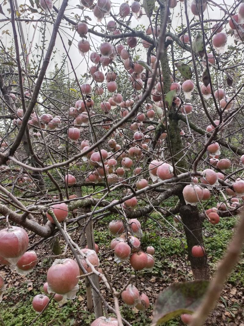 徐州丰县大沙河百果园红富士基地，口感脆甜，色泽鲜艳，