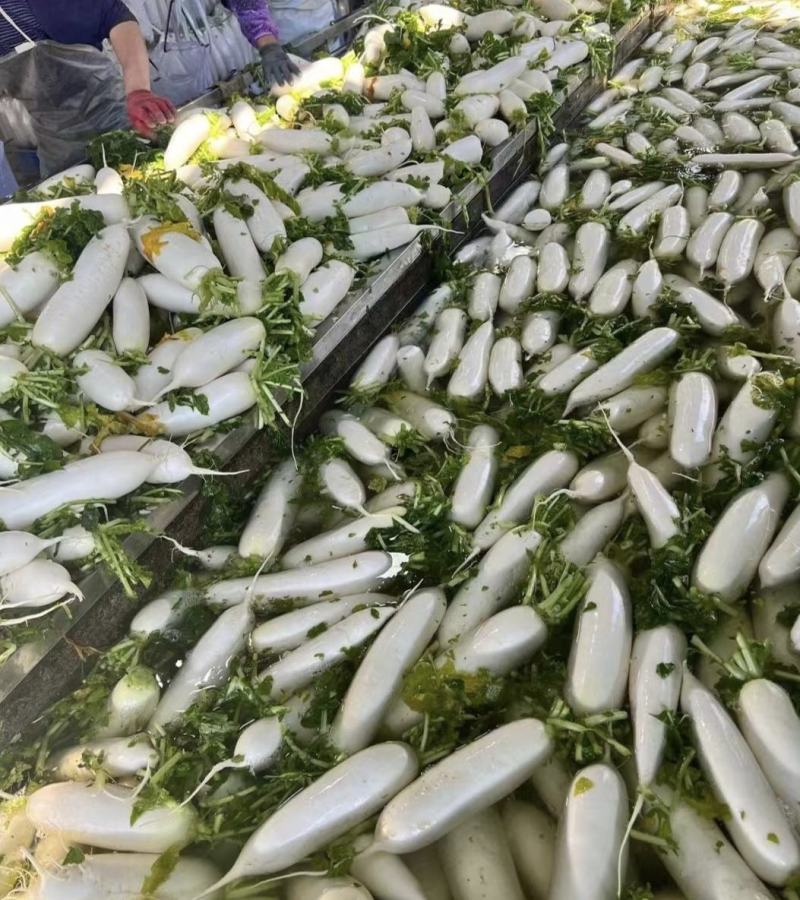 精品白萝卜量大从优一条龙服务，欢迎新老客户选购