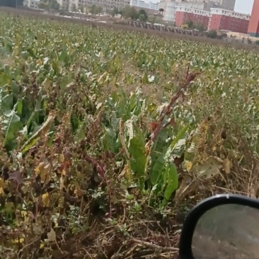 250亩辣根找收购商